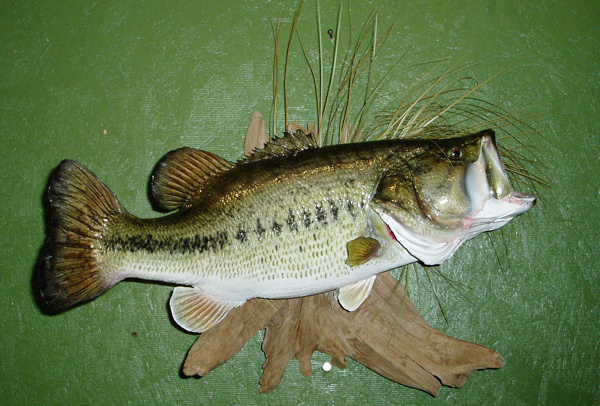 AMES - Fish