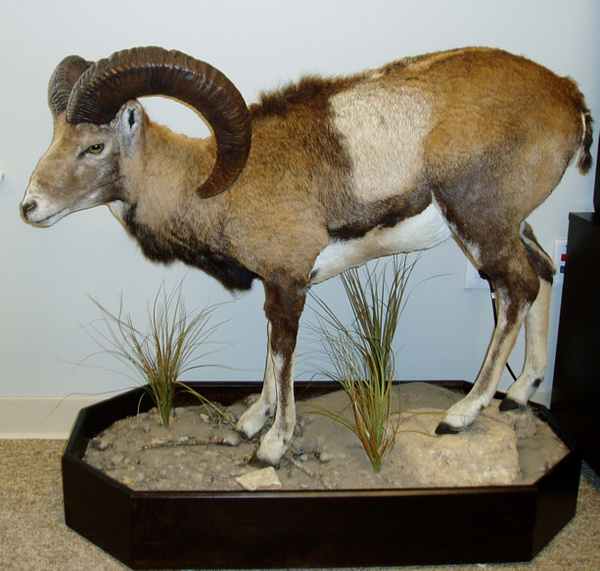 HORNY - Lifesize & 1/2 Lifesize Large Animals