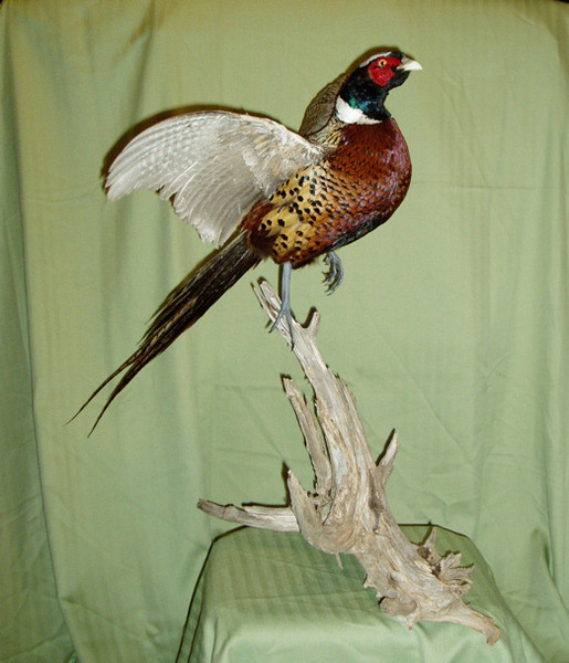 WILSON - Birds