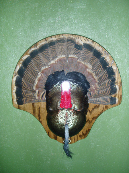 GALAN - Birds