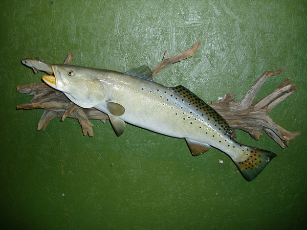 LEMASTERS 31' - Fish