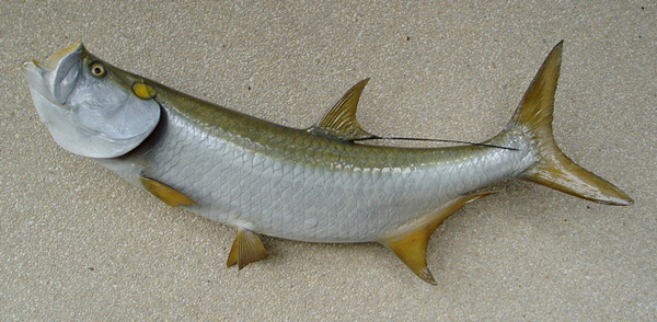 Machuca 64' Tarpon - Fish