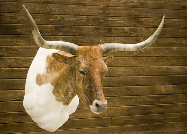 Longhorn - Shoulder Mounts
