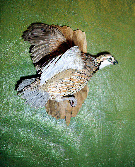 BOBWHITE QUAIL - Birds