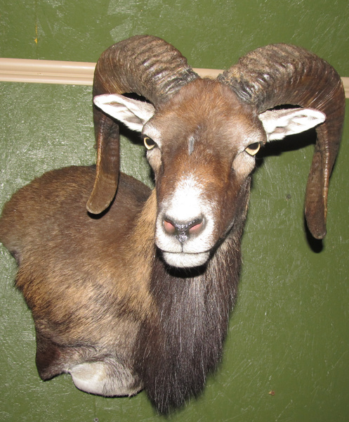 HEIRHOLZER - Sheep/Antelope