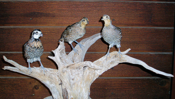 BOBWHITE QUAIL - Birds