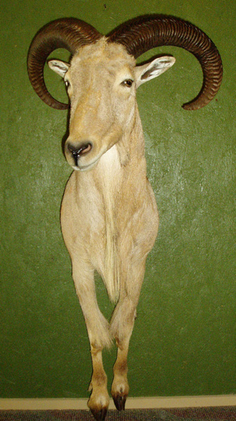 WALZ - Sheep/Antelope