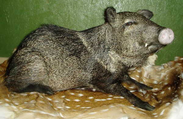 CORTEZ - Hogs and Javelina
