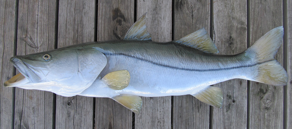 DAVIS 37 1/2 SNOOK - Fish