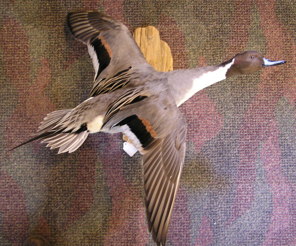 HARDWICK - Birds