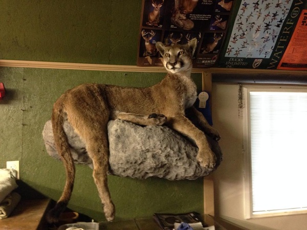 WALLS - Lifesize & 1/2 Lifesize Large Animals