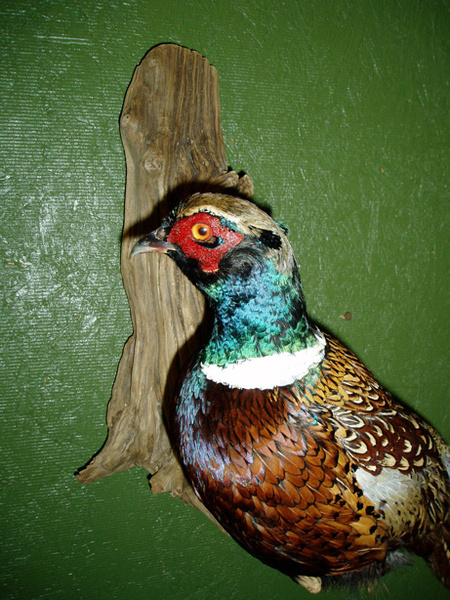 C. NAEGELIN - Birds