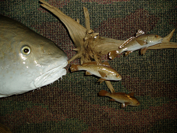 MARTINEZ - Fish