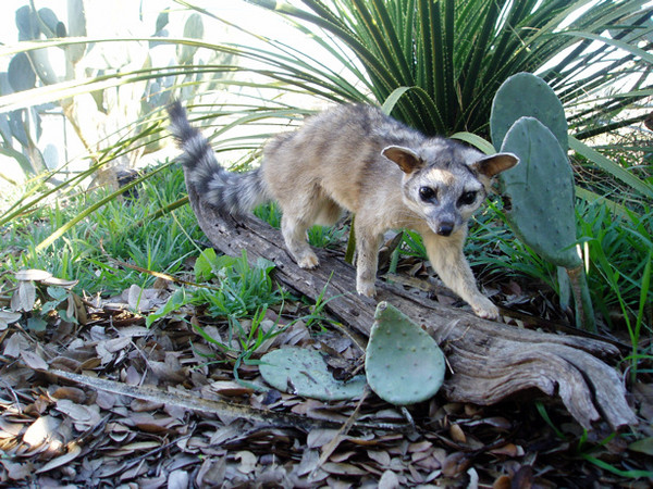 RINGTAIL CAT - MUELLER - Small Animals