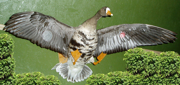 LIZ - Birds