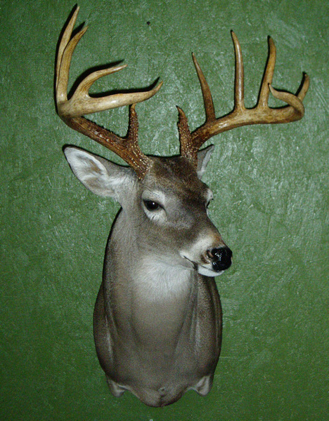 WIATREK - Shoulder Mounts
