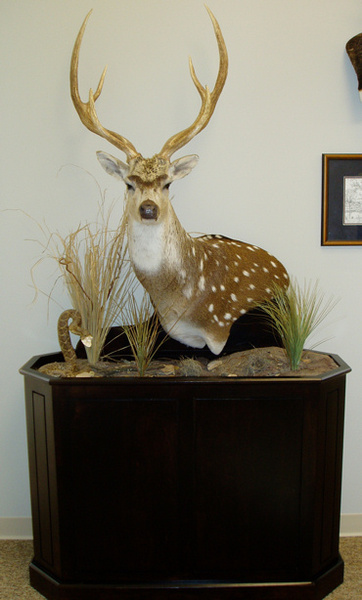 HORNY - Exotic/ African Shld Mounts