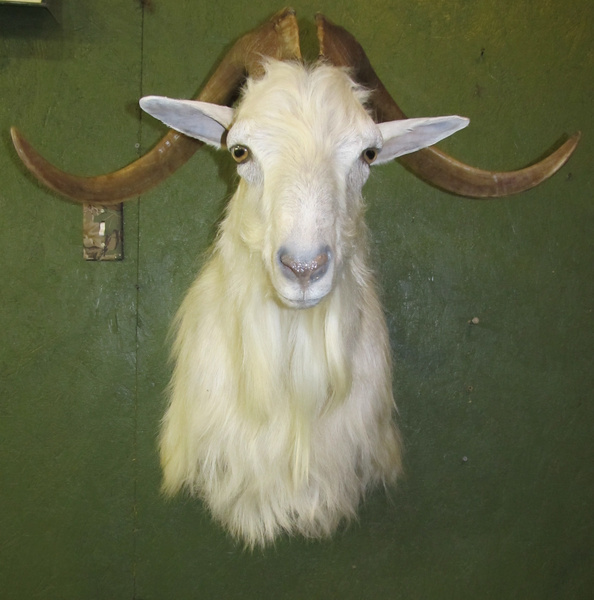 KING - Sheep/Antelope