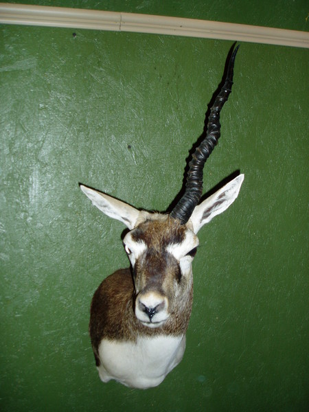 Blackbuck - one horn - Sheep/Antelope