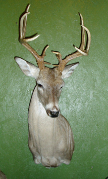 HAWKINS - Shoulder Mounts
