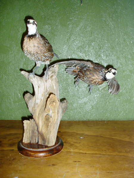 QUAIL - Birds