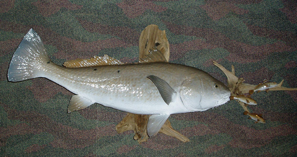 MARTINEZ - Fish
