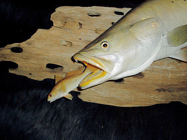  - Fish