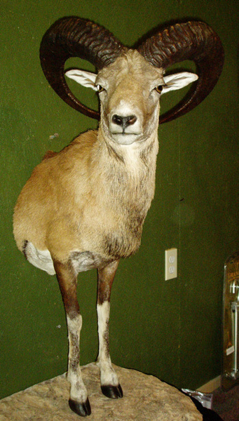 KOTZUR-RED SHEEP - Lifesize & 1/2 Lifesize Large Animals