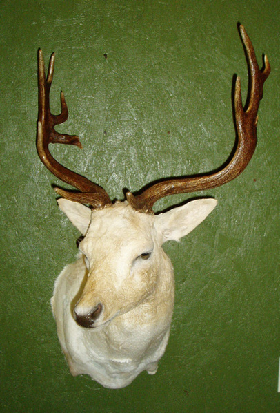 J. KATZ - Exotic/ African Shld Mounts