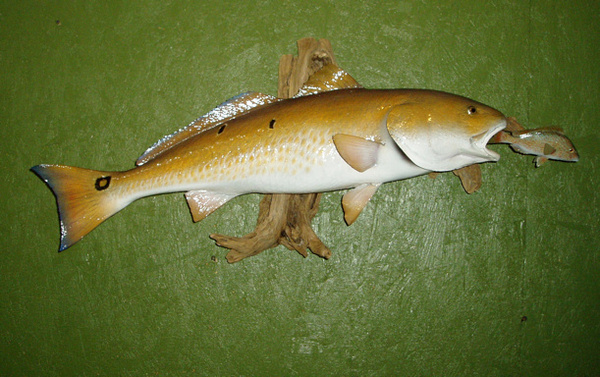 GARZA - Fish
