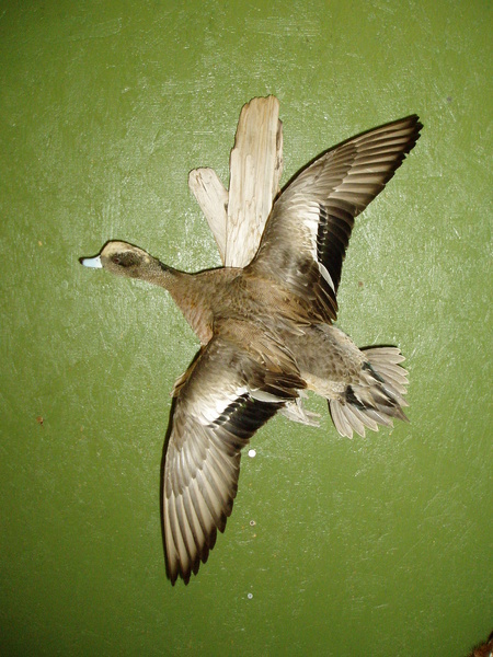 BREDA WIDGEON - Birds