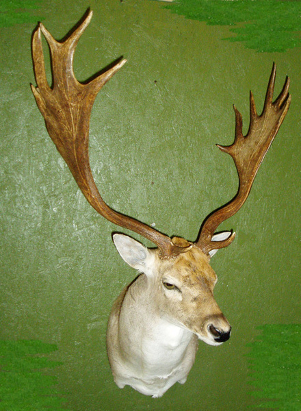 BOWLING - Exotic/ African Shld Mounts
