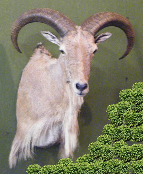 JONES - Sheep/Antelope