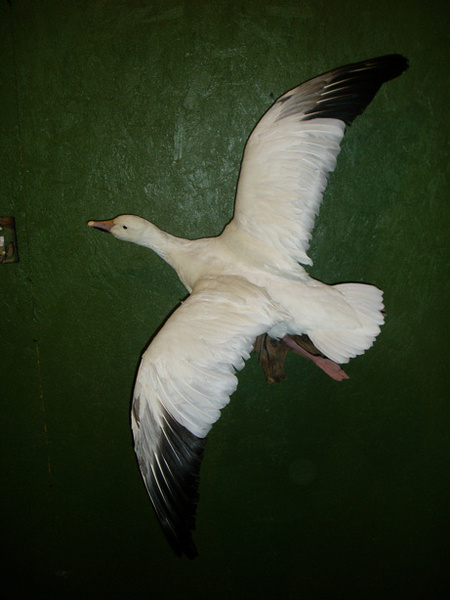 TRUE - Birds