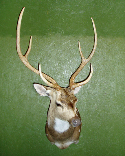 MYATT - Exotic/ African Shld Mounts