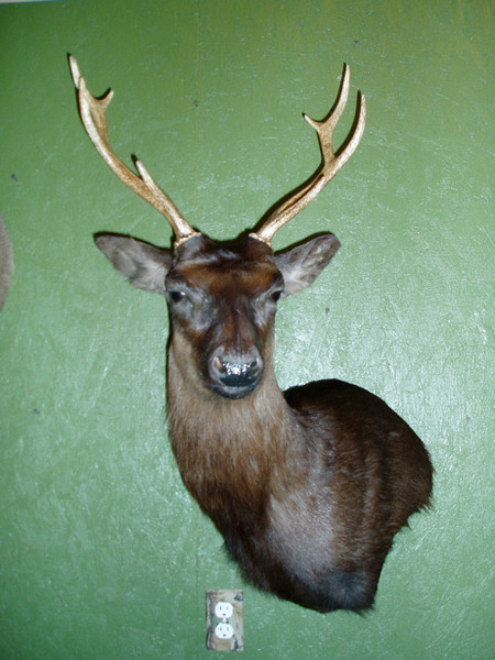SIKA - REINA - Exotic/ African Shld Mounts
