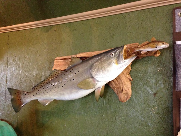 HORNY - Fish