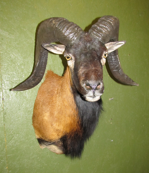 KING - Sheep/Antelope
