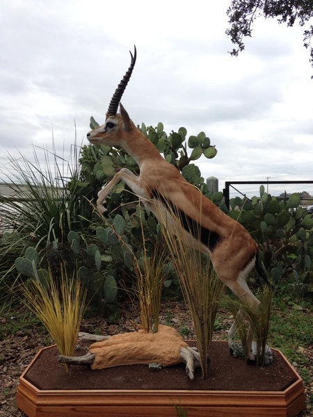 WHITNEY - Lifesize & 1/2 Lifesize Large Animals