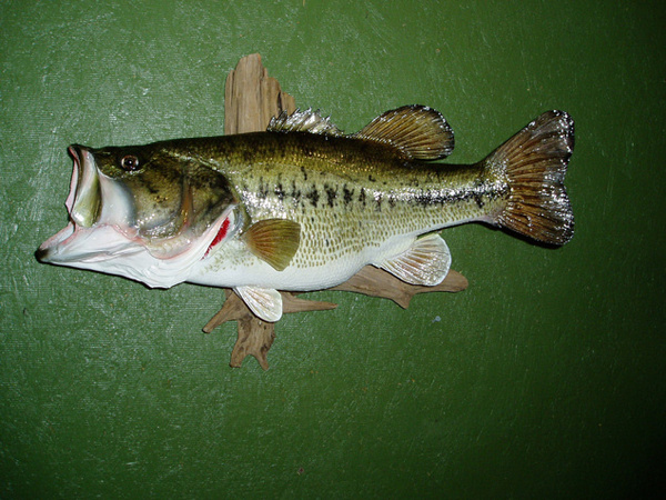 LEGGETT - Fish