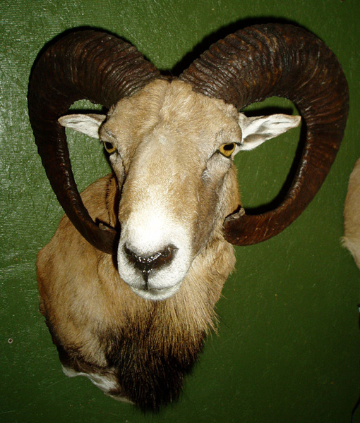 WRIGHT - Sheep/Antelope