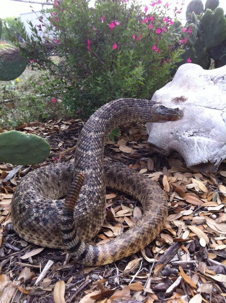 BARROW - Snakes