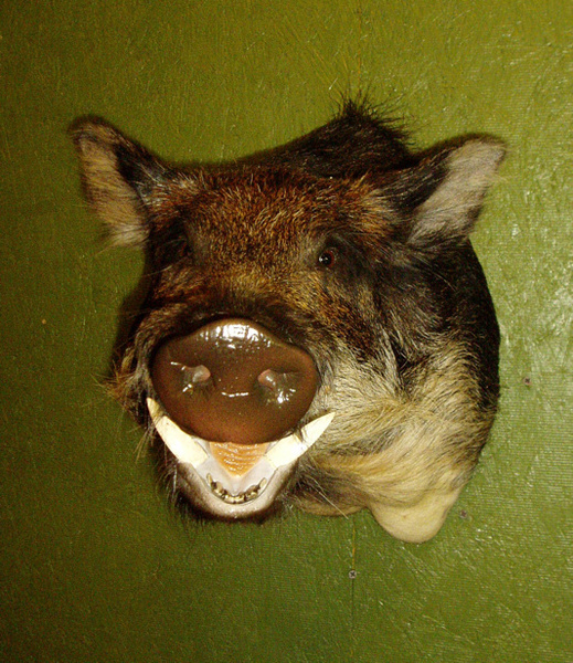 MONTERO - Hogs and Javelina
