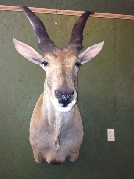 RENICK-ELAND - Exotic/ African Shld Mounts