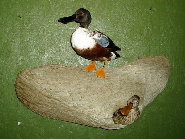 LEVI - SPOONBILLS - Birds