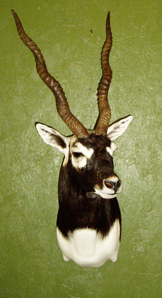 FONTENOT - Sheep/Antelope