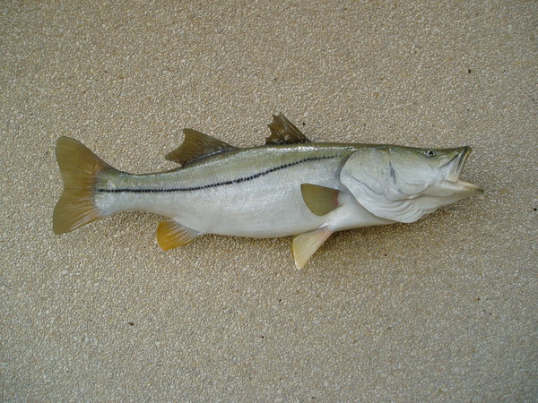 R. Hardy 44' Snook - Fish