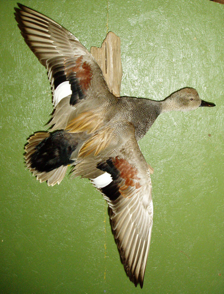 BRISENO - Birds