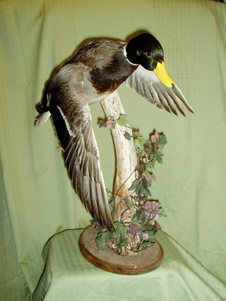 D. VILLARREAL - Birds