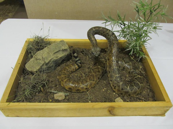 FOR SALE - Snakes